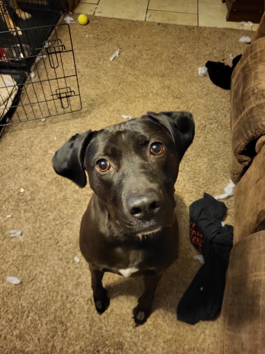 Bobbie Jo, a ADOPTABLE mixed breed in Oswego, IL image 5/5