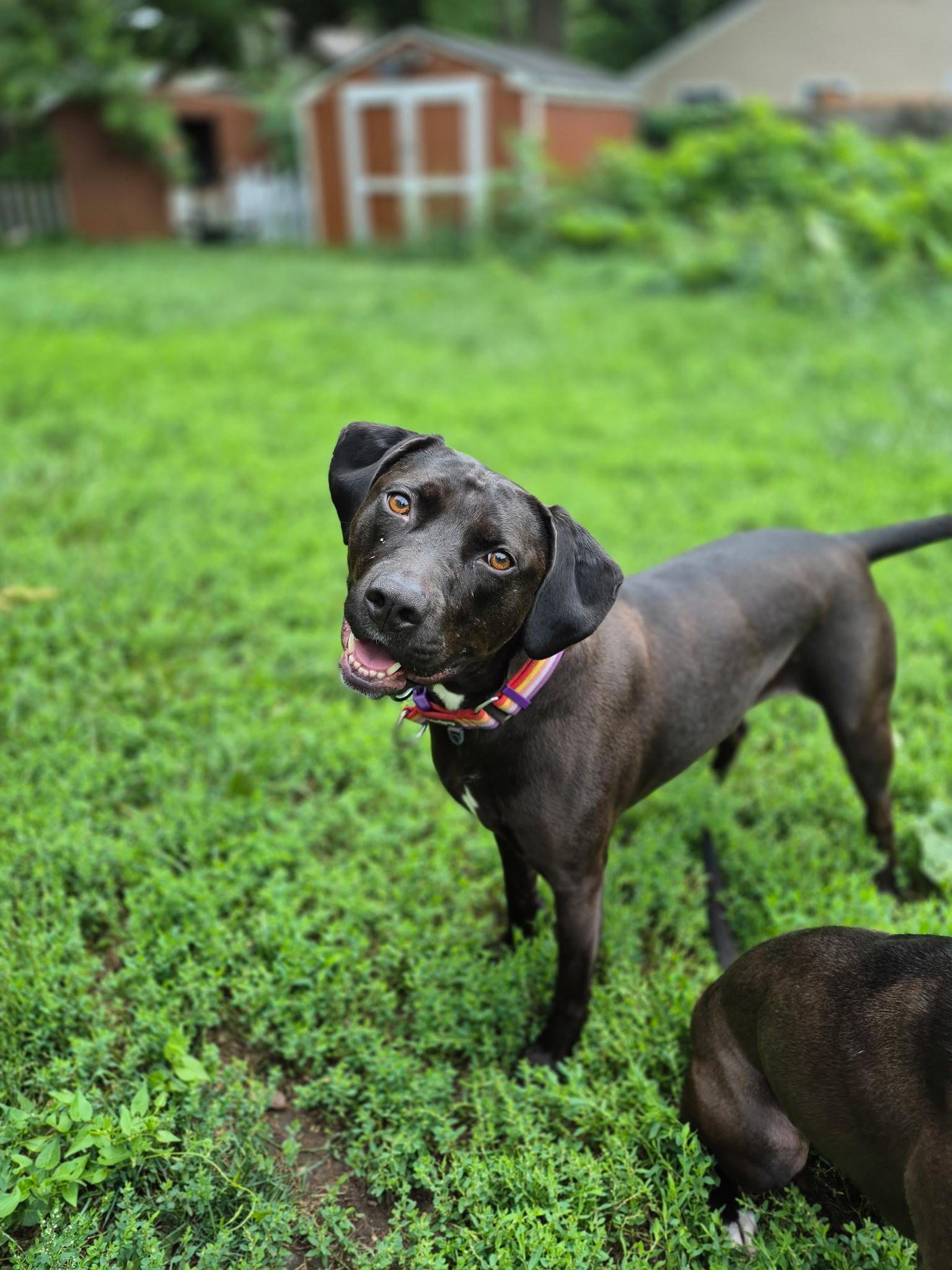 Ellie, adopted, Adult Female Black Labrador Retriever & Pit Bull Terrier.