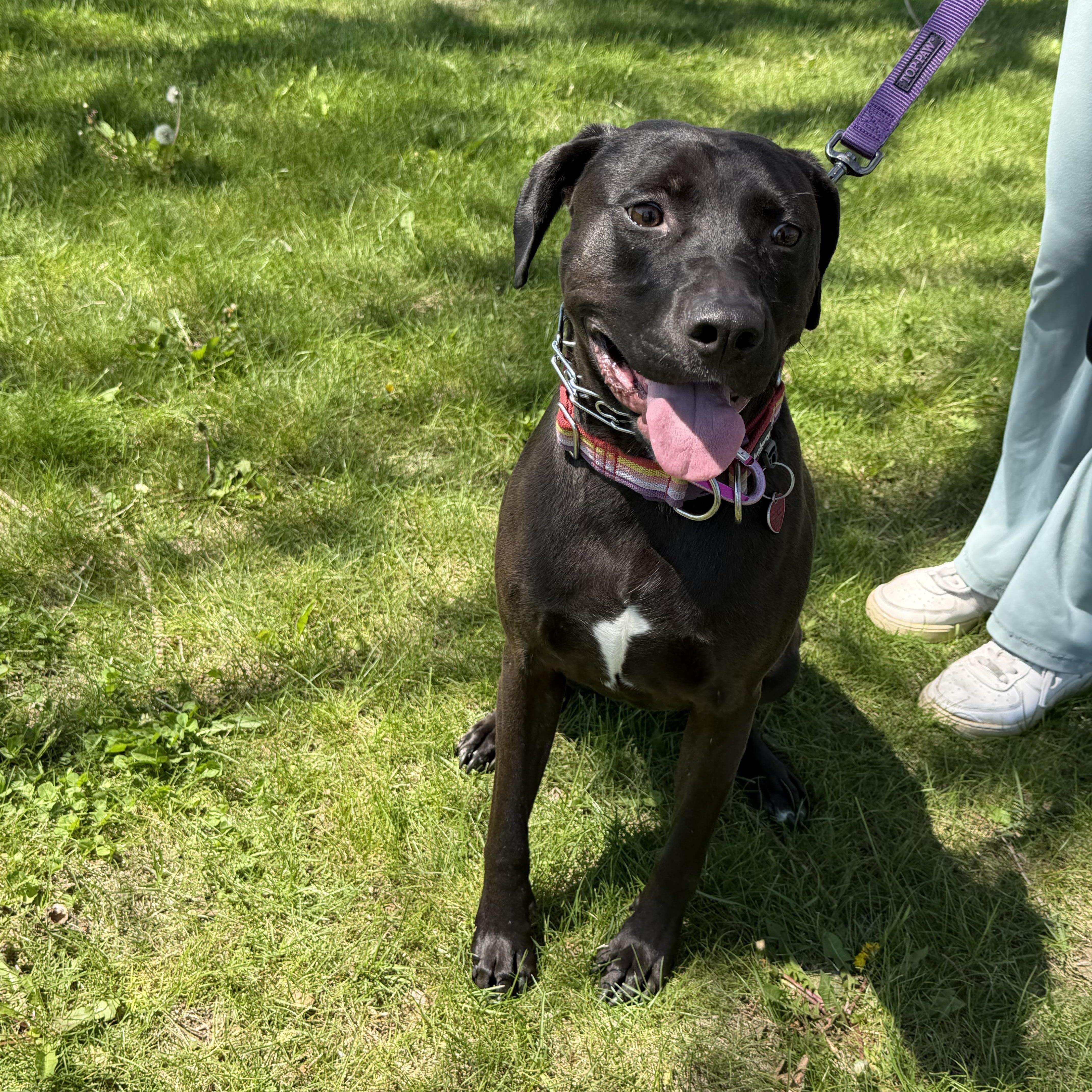 Bobbie Jo, a ADOPTABLE mixed breed in Oswego, IL image 1/5
