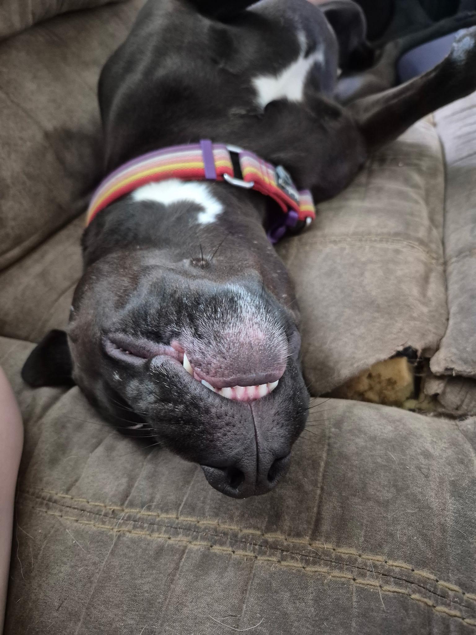 Ellie, an adopted mixed breed in Oswego, IL image 6/6