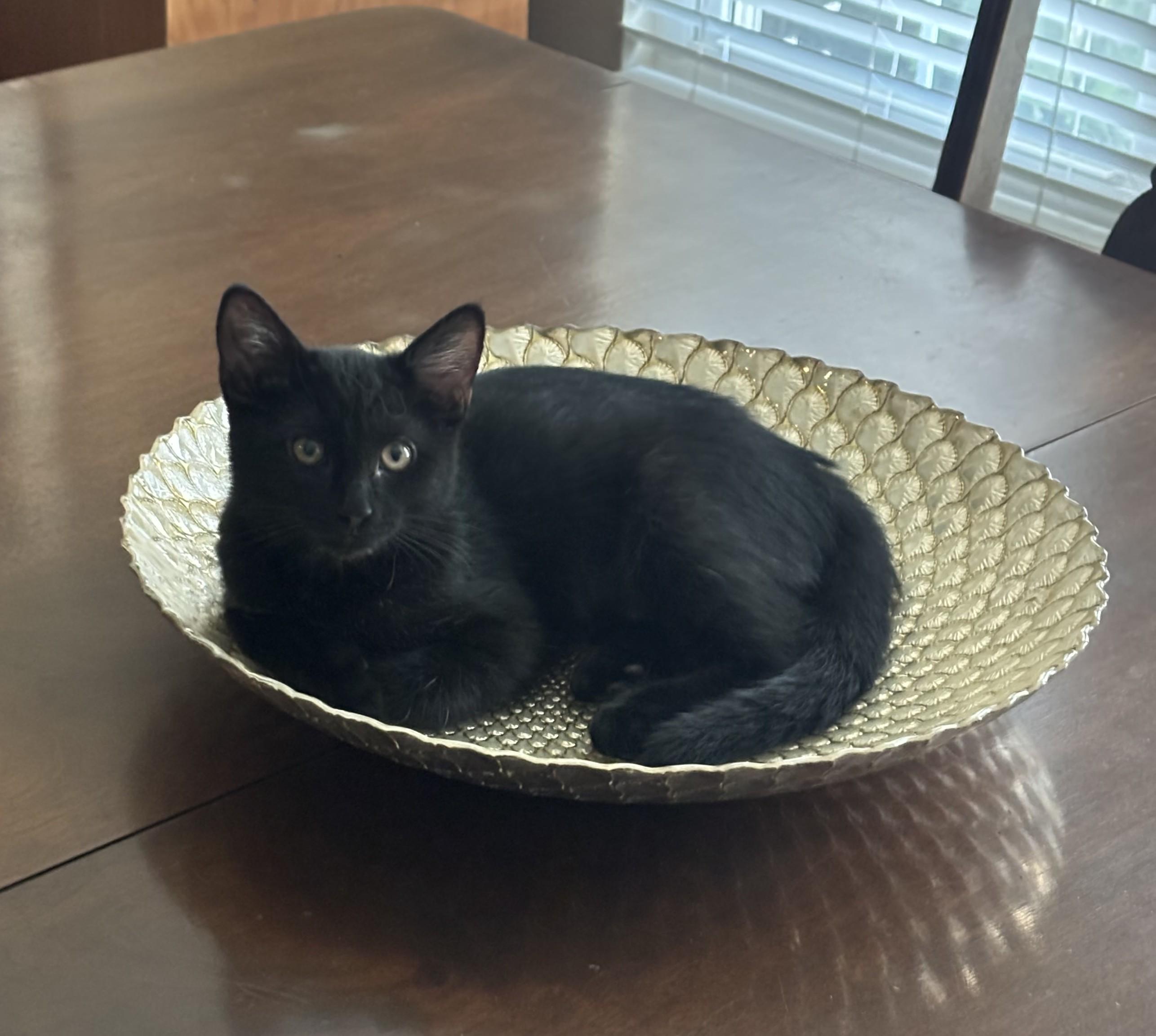 Ash, adopted, Young Female Domestic Short Hair.
