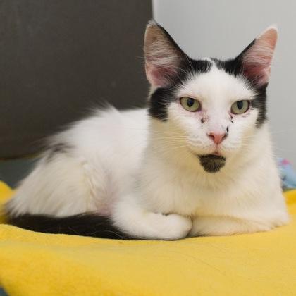 Smudge, Adoptable, Young Female Domestic Medium Hair & Domestic Short Hair.