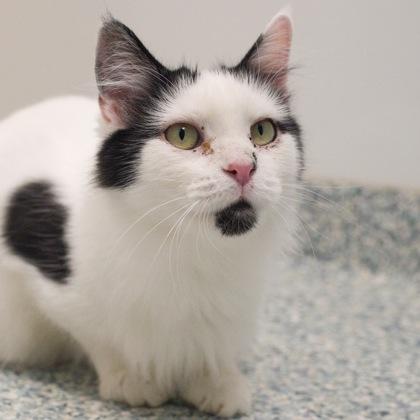 Smudge, Adoptable, Young Female Domestic Medium Hair & Domestic Short Hair.