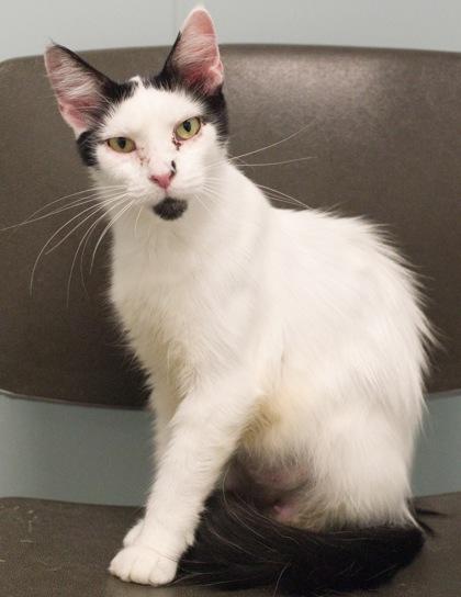Smudge, a Adoptable mixed breed in Verona, WI image 2/3