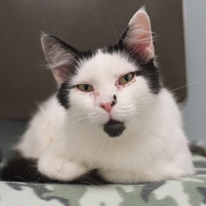 Smudge, a Adoptable mixed breed in Verona, WI image 3/3