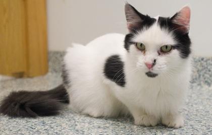 Enlarge Smudge, a Adoptable mixed breed in Verona, WI image 3/3