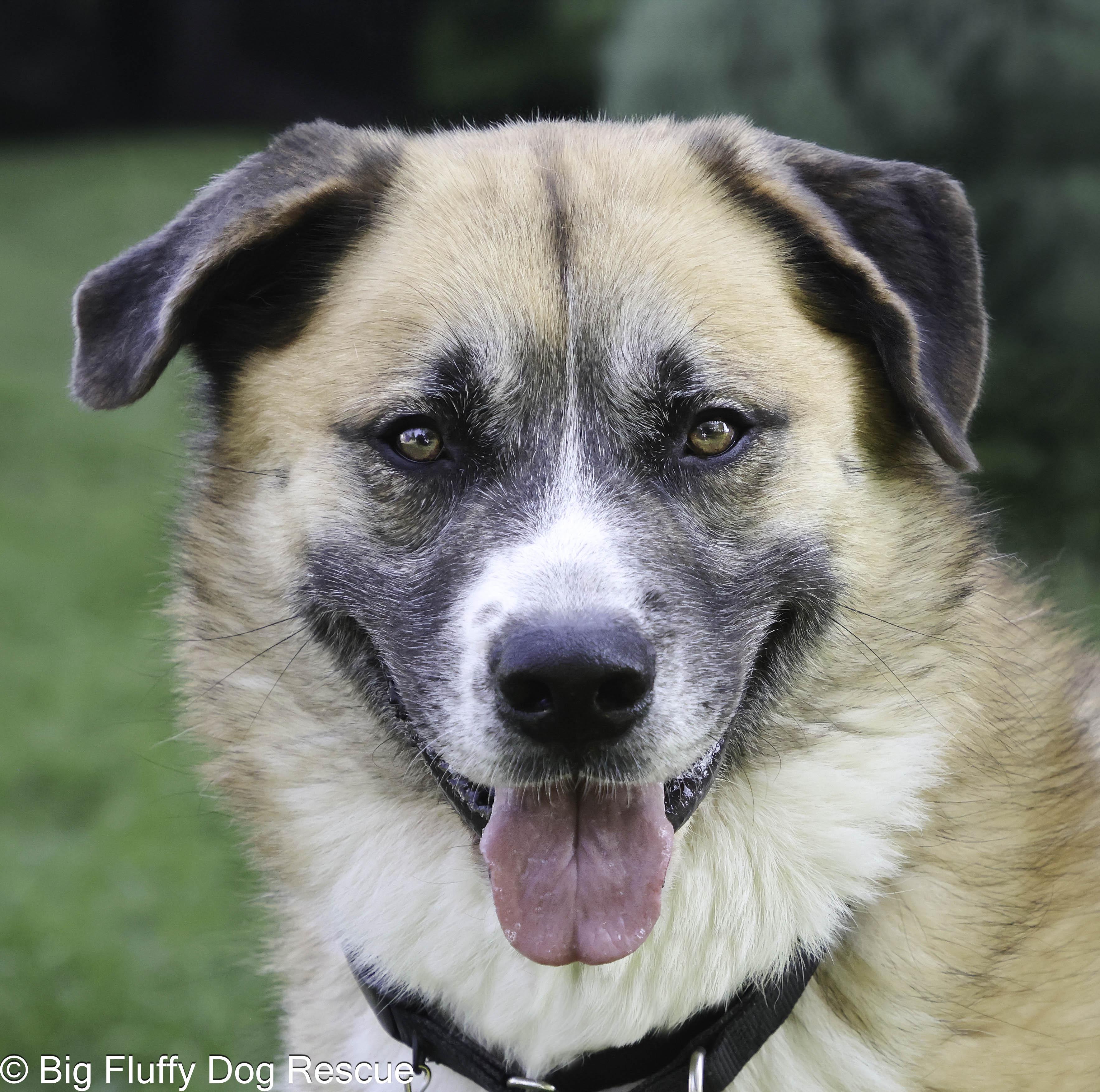Enlarge Banjo, a Adoptable mixed breed in Bristol, TN image 3/3