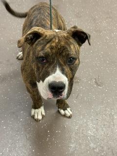 Enlarge Slowpoke, a Adoptable mixed breed in South Bend, IN image 1/1