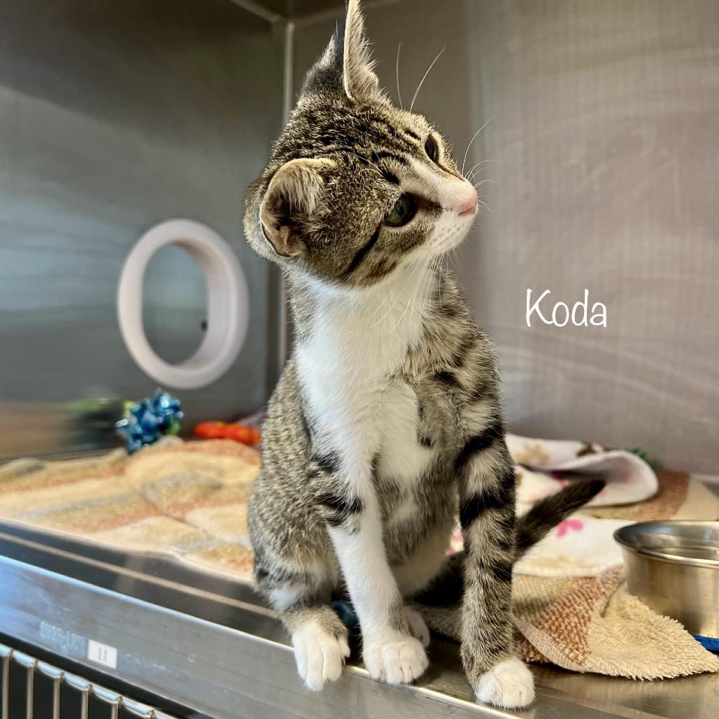 Oscar(Koda), Adoptable, Young Male Domestic Short Hair & Domestic Short Hair.