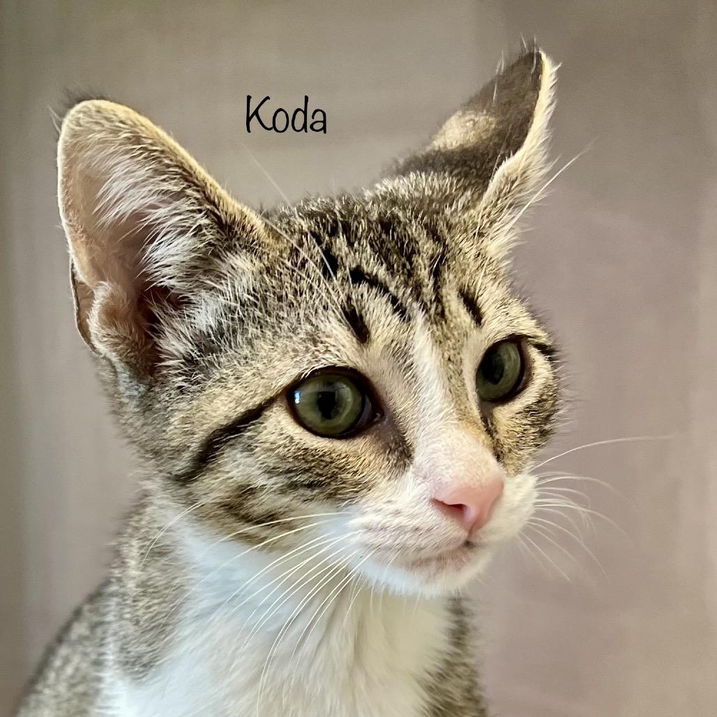 Enlarge Oscar(Koda), a Adoptable mixed breed in Madisonville, TN image 2/4