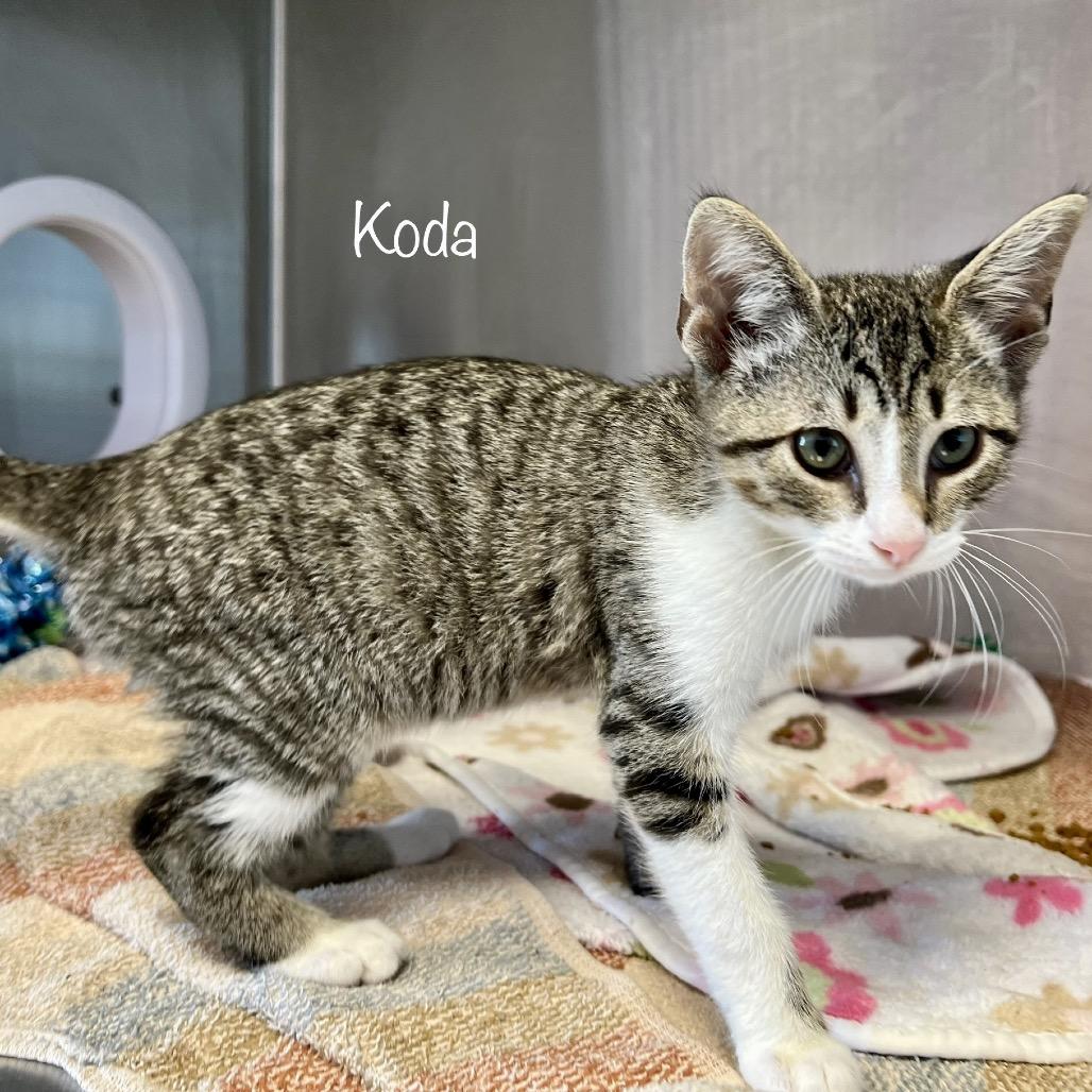 Enlarge Oscar(Koda), a Adoptable mixed breed in Madisonville, TN image 4/4
