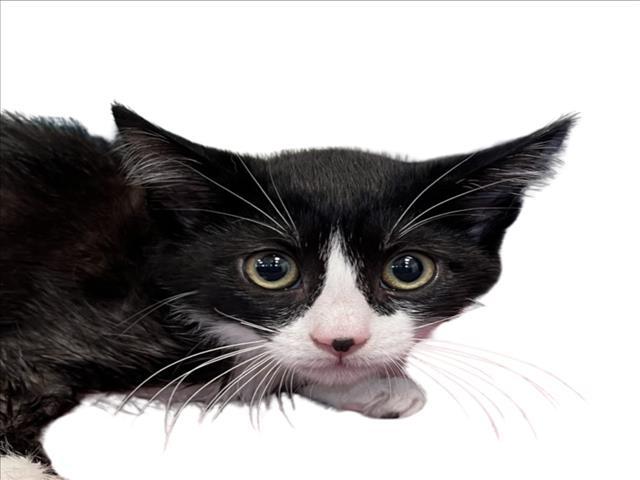 Enlarge LAVELLE, a Adoptable Domestic Short Hair in Tracy, CA image 1/1