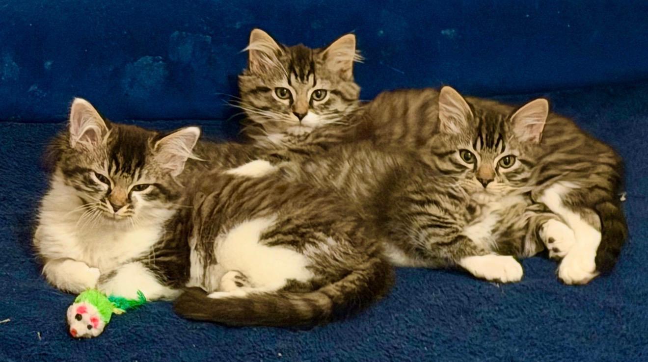 Enlarge Bubbles, an adopted Domestic Medium Hair in Maryville, TN image 2/2