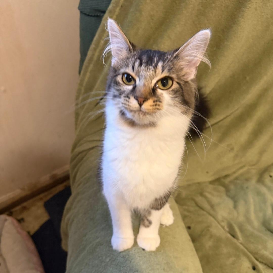 Bubbles, adopted, Kitten Female Domestic Medium Hair.
