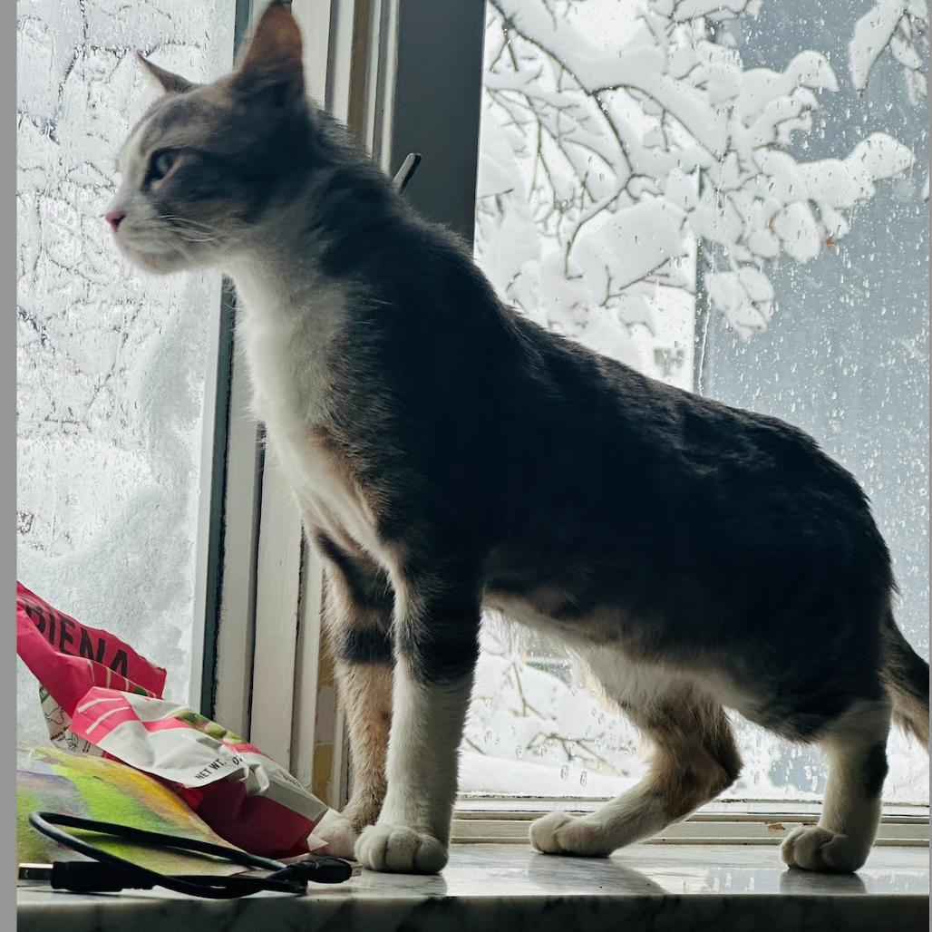 Tomothy — thumbnail 4