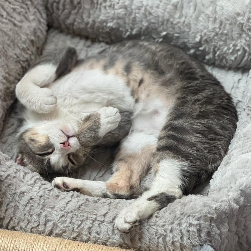 Tomothy — thumbnail 6