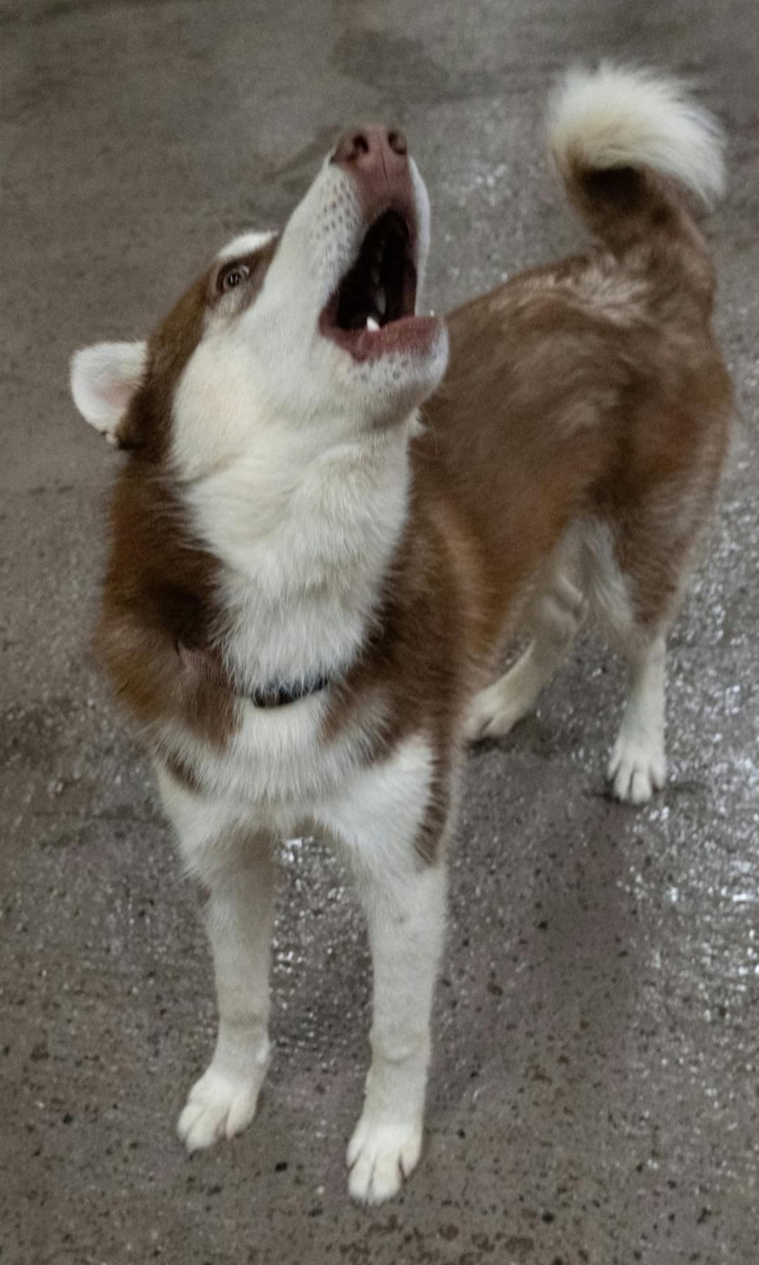 Enlarge Rory, a Adoptable Siberian Husky in Burnaby, BC image 4/4