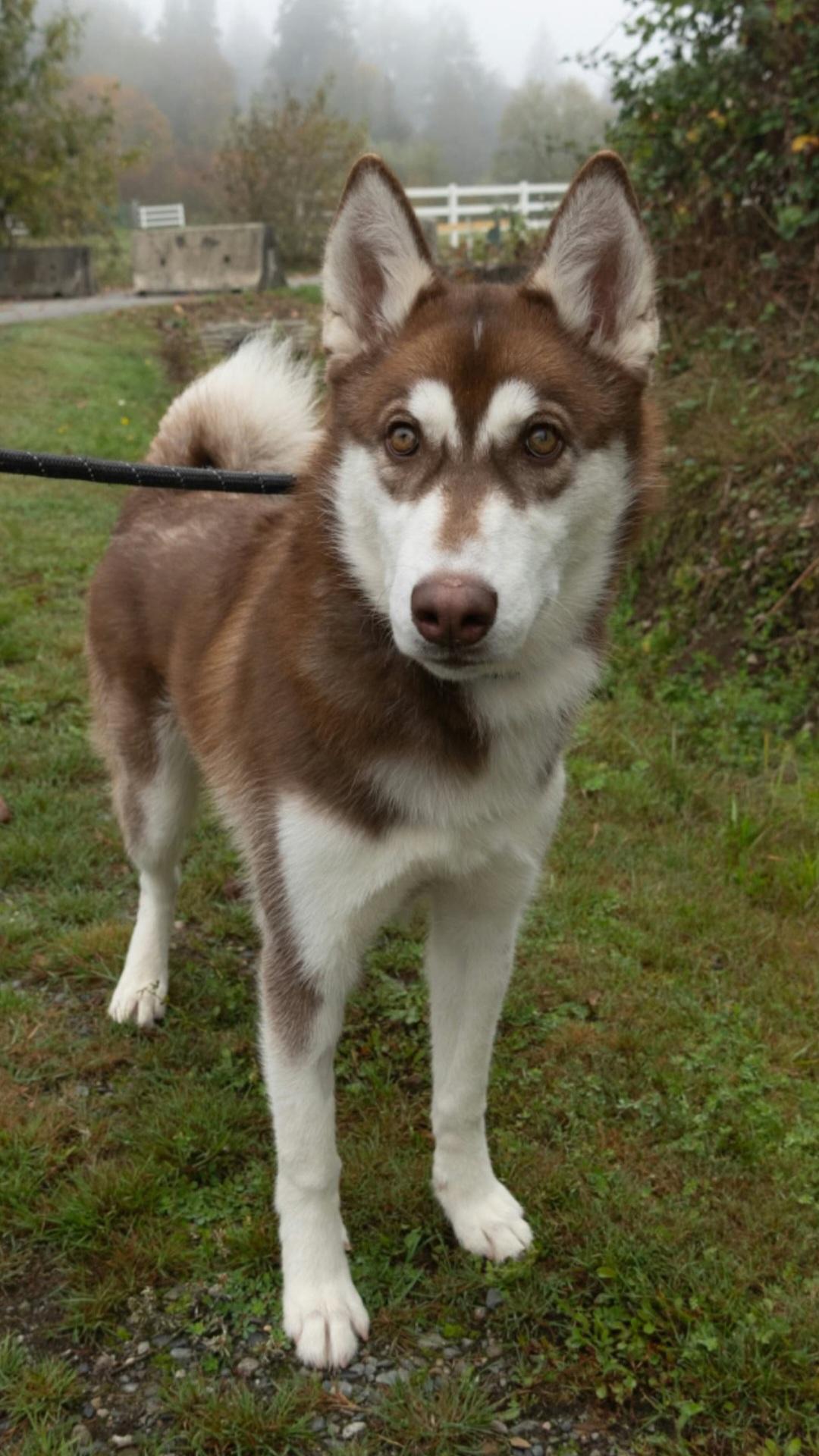 Enlarge Rory, a Adoptable Siberian Husky in Burnaby, BC image 1/4