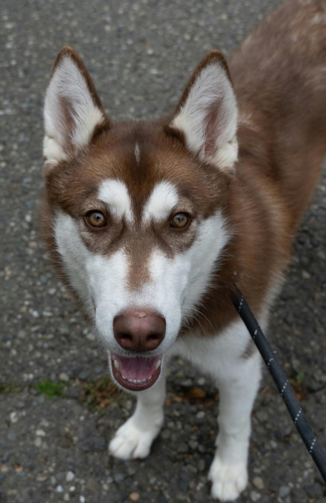 Enlarge Rory, a Adoptable Siberian Husky in Burnaby, BC image 3/4