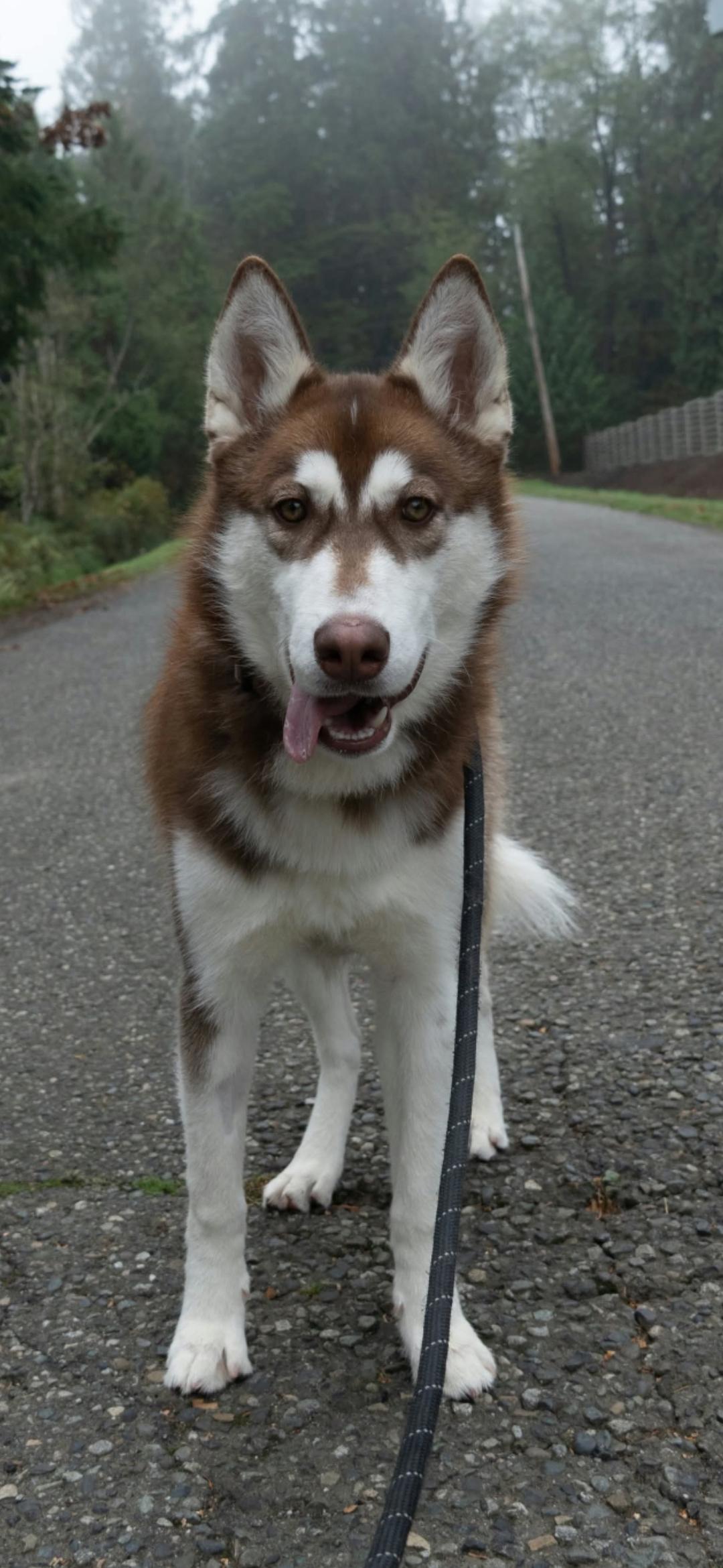 Enlarge Rory, a Adoptable Siberian Husky in Burnaby, BC image 2/4