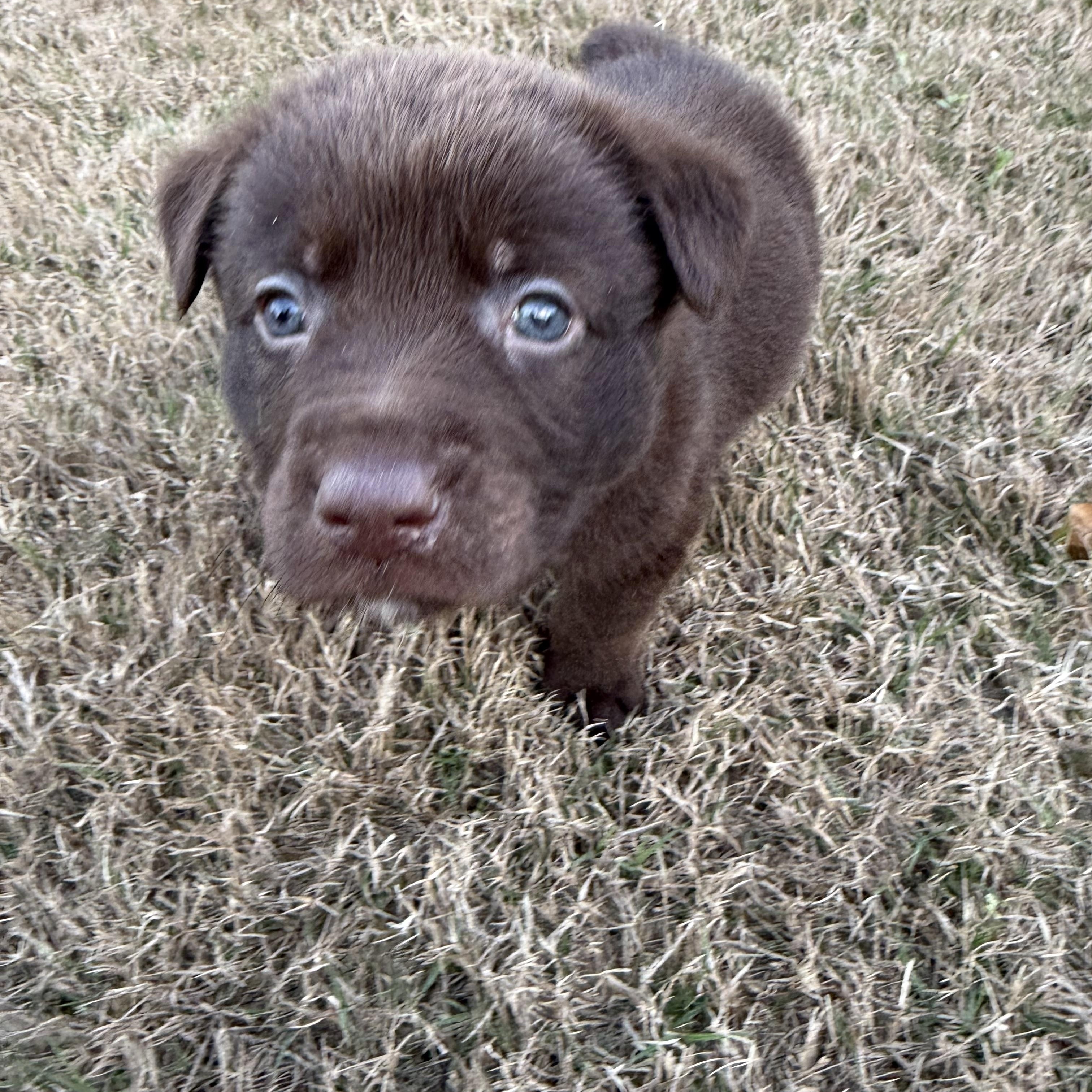Enlarge Dixie, a Adoptable mixed breed in Wando, SC image 3/3