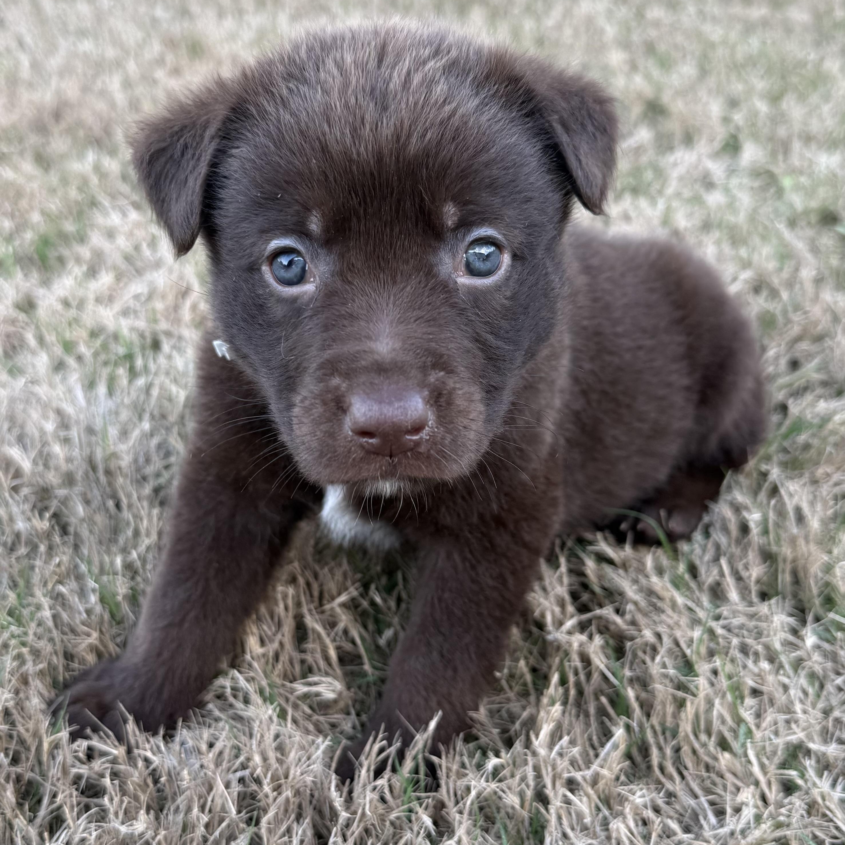 Enlarge Dixie, a Adoptable mixed breed in Wando, SC image 1/3