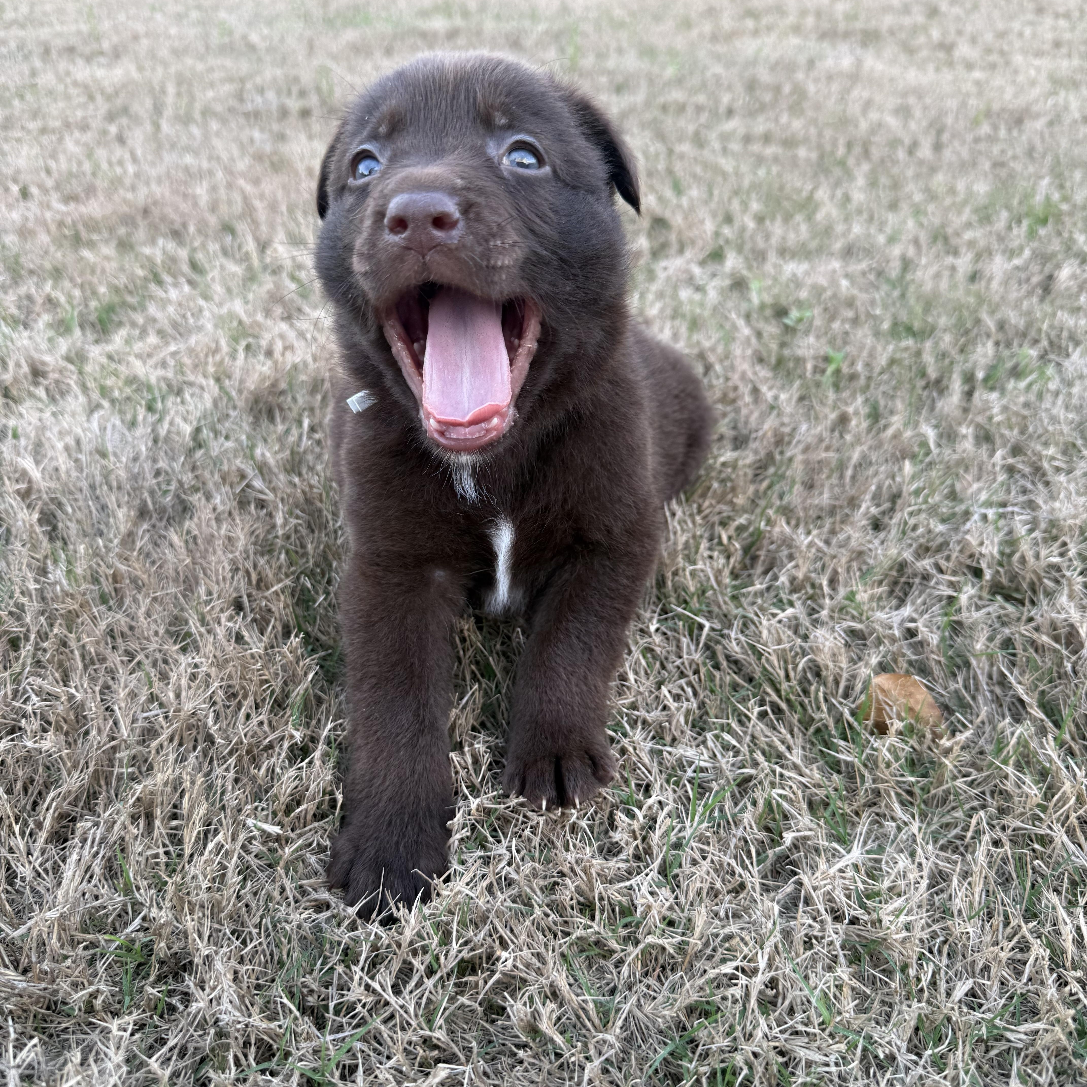 Enlarge Dixie, a Adoptable mixed breed in Wando, SC image 2/3