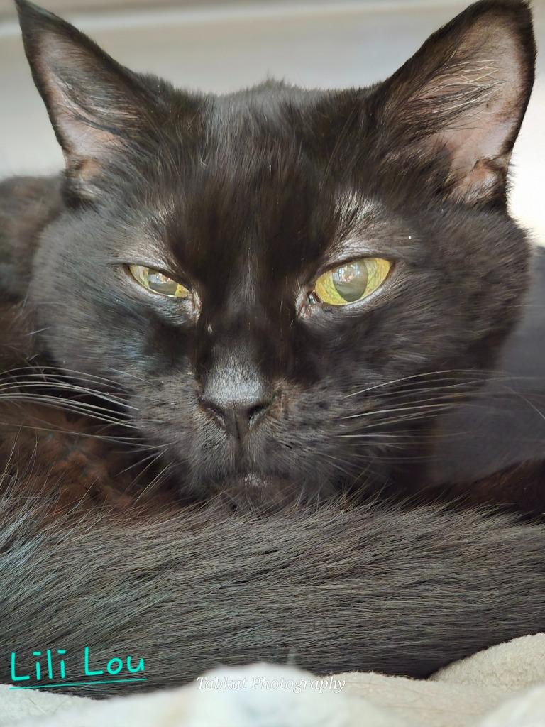 Lili Lou, Adopted, Senior Female Domestic Short Hair.