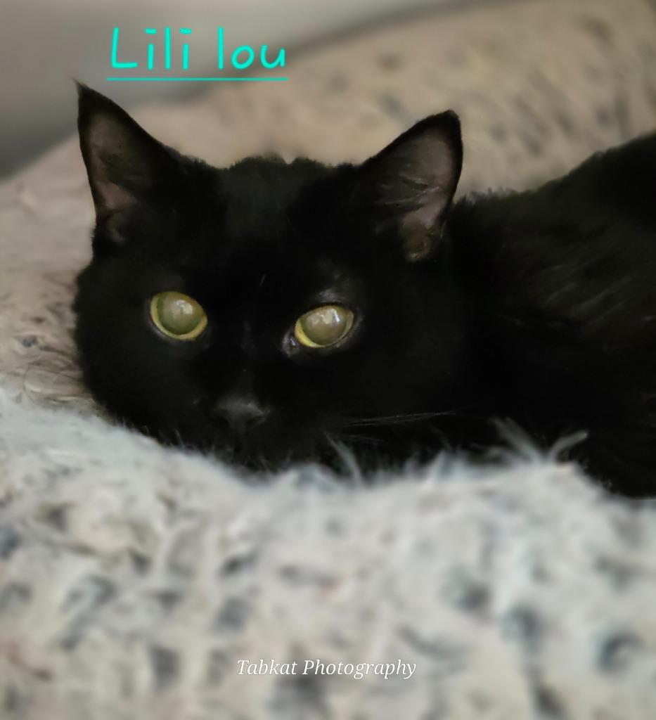 Enlarge Lili Lou, a Adopted mixed breed in Cambridge, MD image 2/2