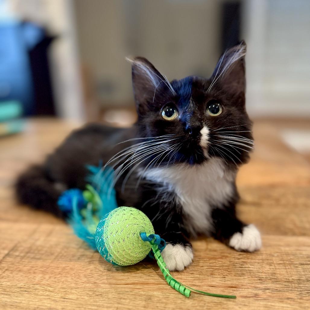 Coco Chanel, Adoptable, Kitten Female Domestic Medium Hair.
