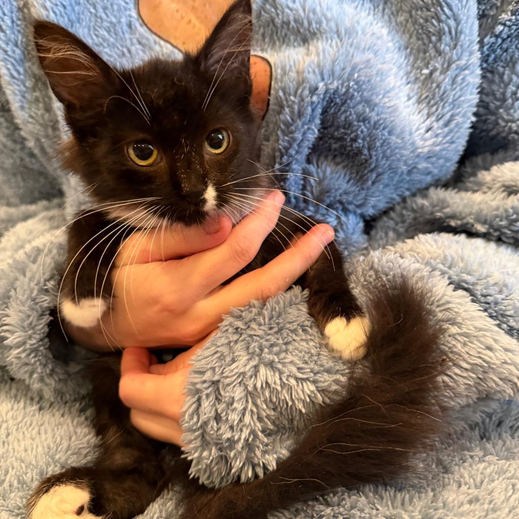 Coco Chanel, a Adoptable Domestic Medium Hair in Tustin, CA image 3/4