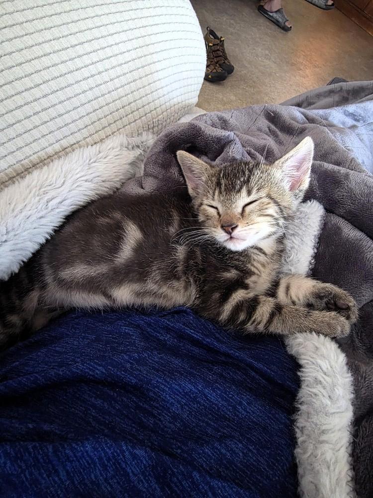 Enlarge Santita, an adopted Domestic Short Hair in Salt Lake City, UT image 3/4