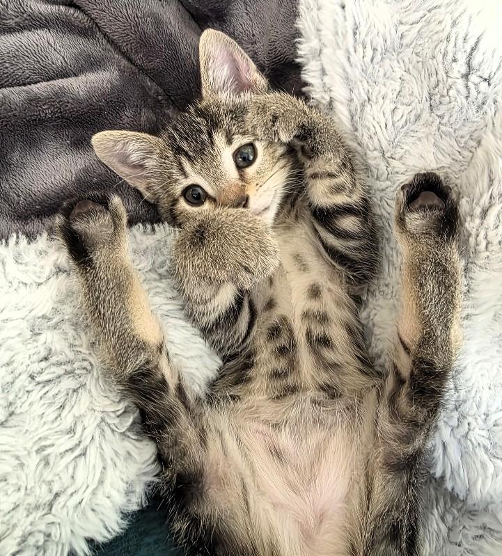 Enlarge Santita, an adopted Domestic Short Hair in Salt Lake City, UT image 2/4