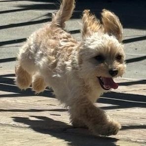 Sandy, adopted, Puppy Female Cockapoo.