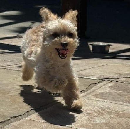 Enlarge Sandy, an adopted Cockapoo in Antioch, CA image 2/2