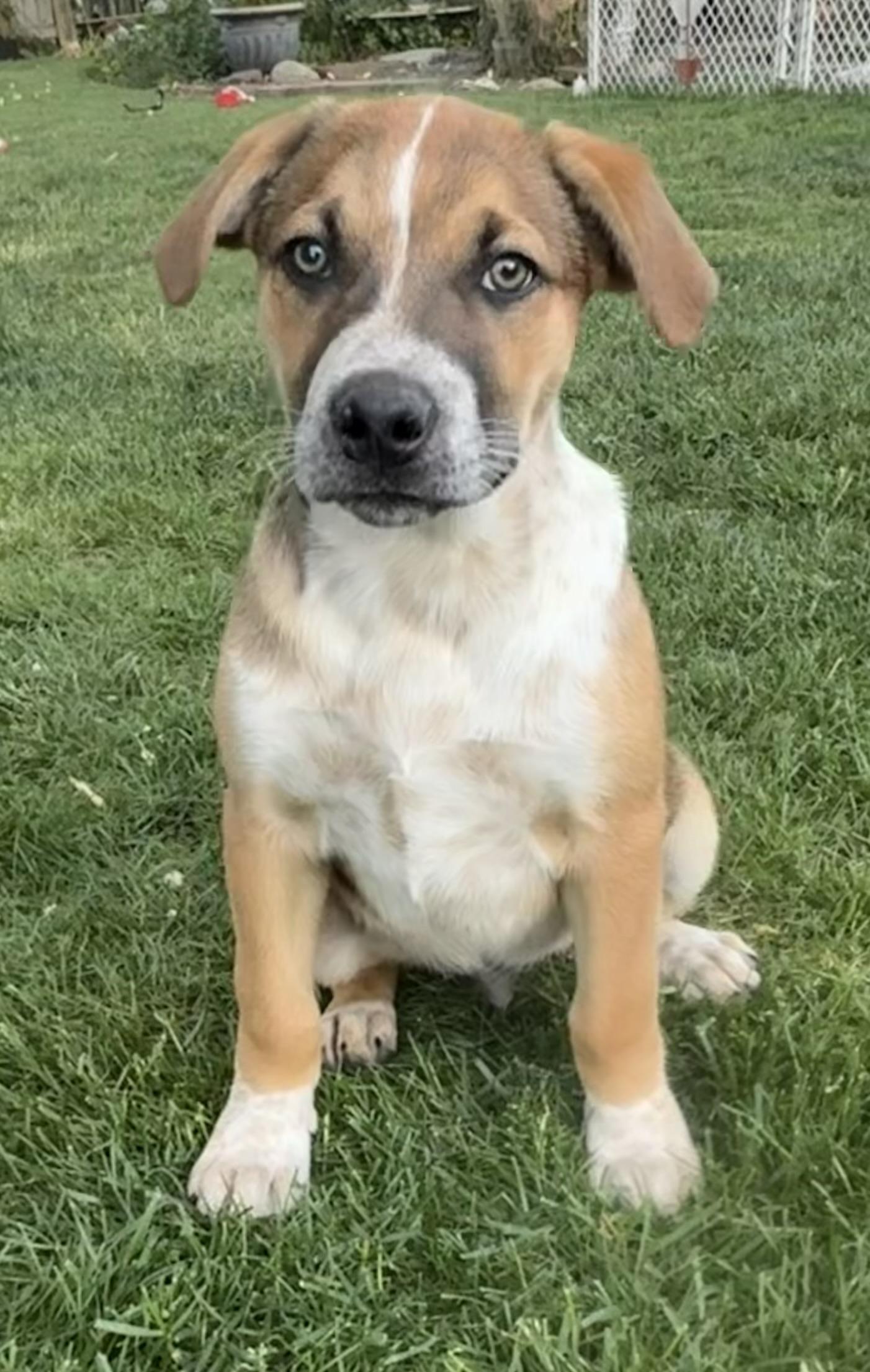 Enlarge Sunny, a Adoptable mixed breed in Twin Falls, ID image 1/1