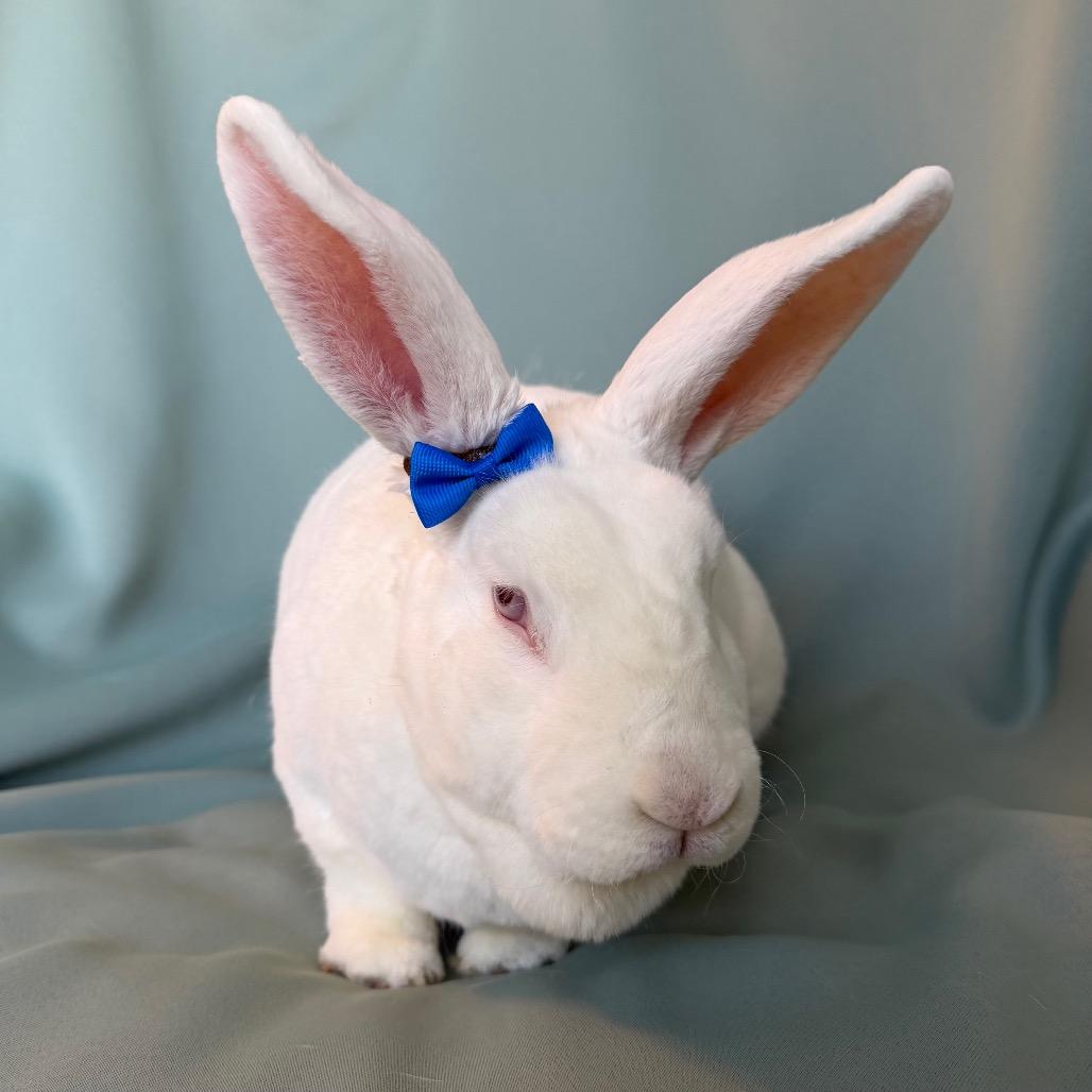 Enlarge Mushu (bonded to Miku), a Adoptable mixed breed in Columbia, MD image 1/3