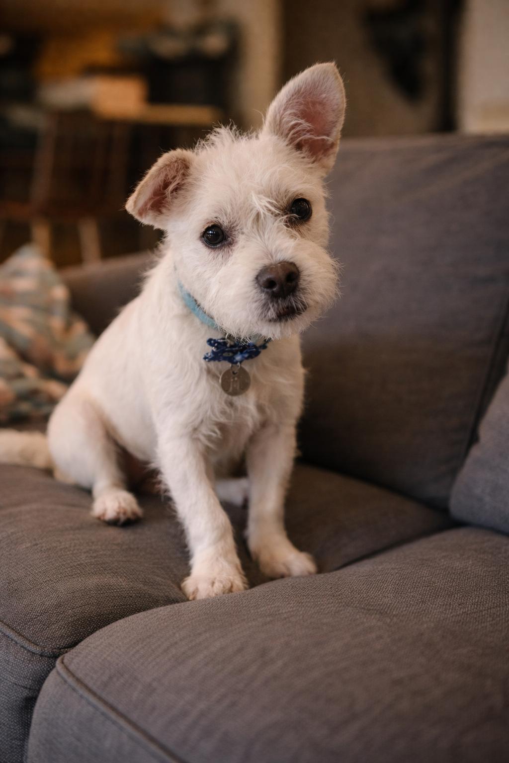 Taylor, Adoptable, Young Female Terrier.