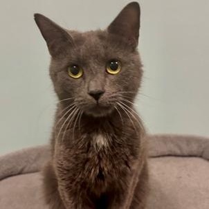 Pebbles, ADOPTABLE, Young Female Japanese Bobtail.
