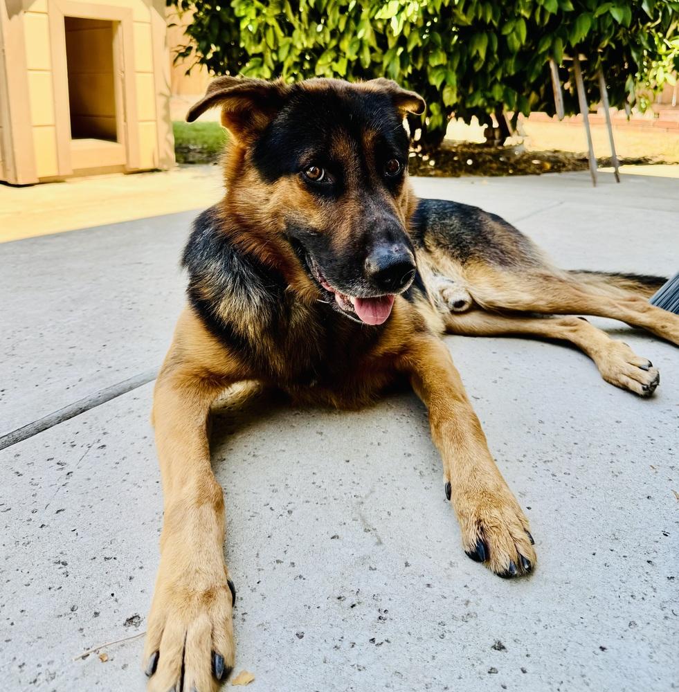 Kenji, a Adoptable mixed breed in Pleasant Hill, CA image 1/4