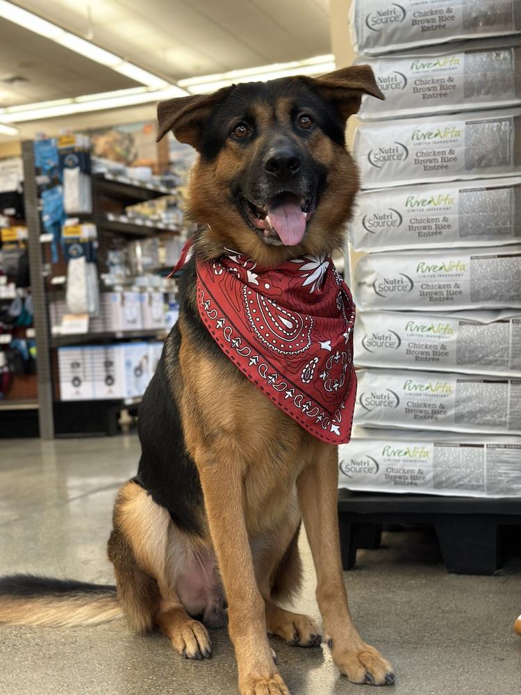 Kenji, a Adoptable mixed breed in Pleasant Hill, CA image 2/4