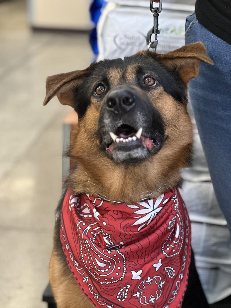 Kenji, a Adoptable mixed breed in Pleasant Hill, CA image 3/4