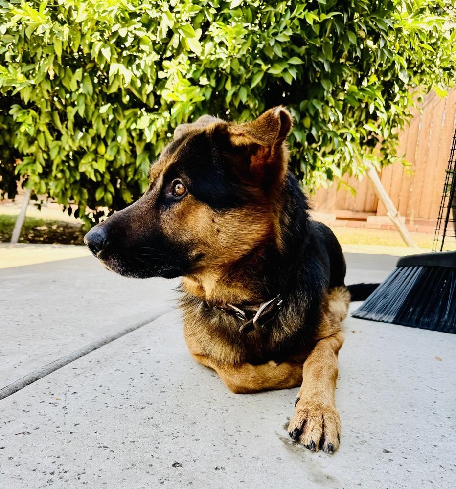 Kenji, a Adoptable mixed breed in Pleasant Hill, CA image 4/4