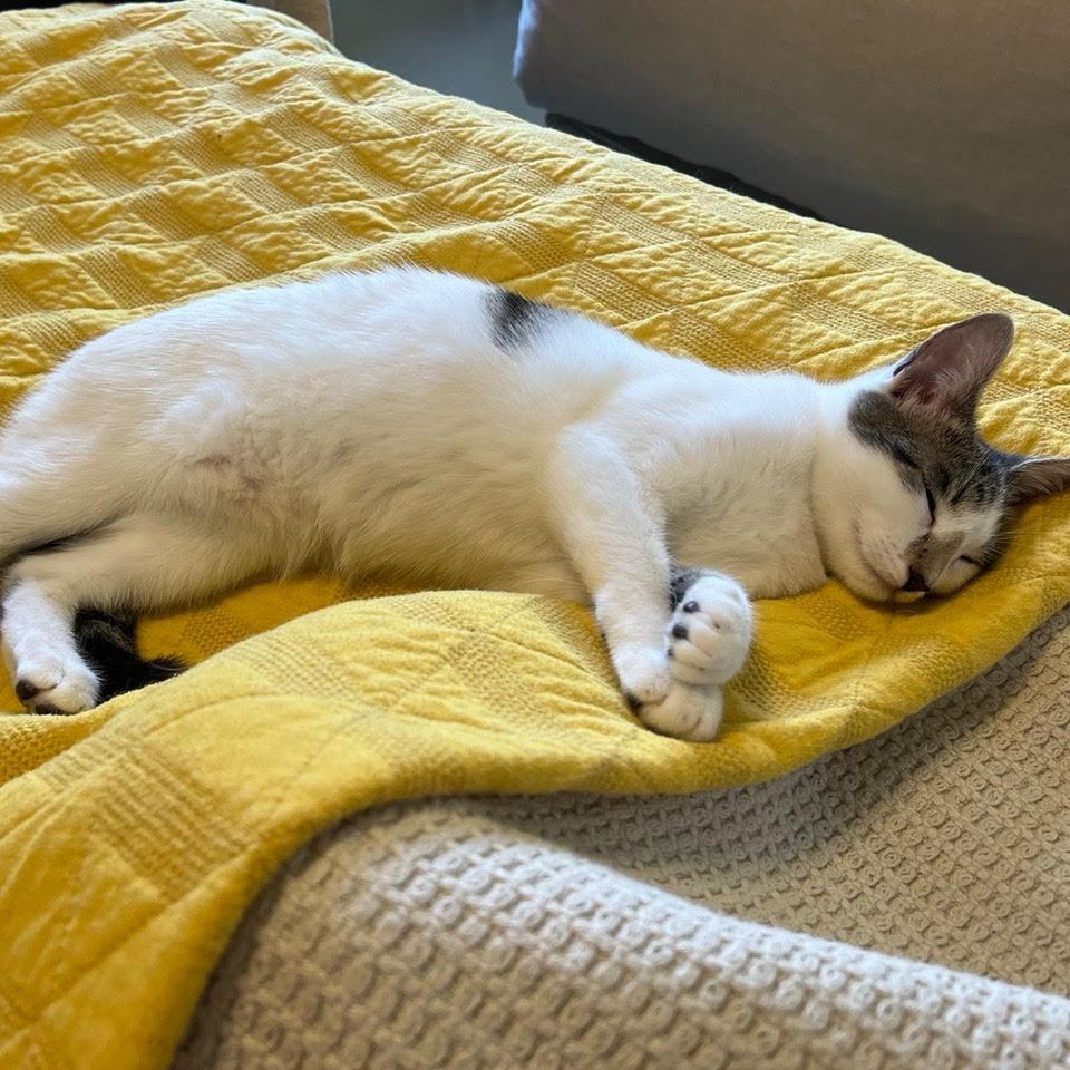 Piper — thumbnail 2