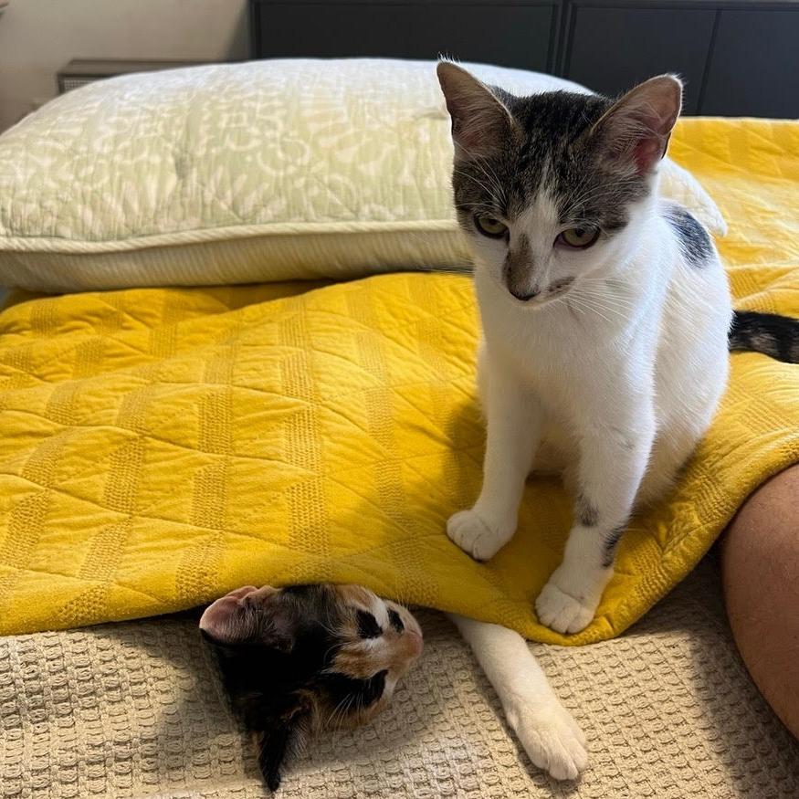 Piper — thumbnail 3