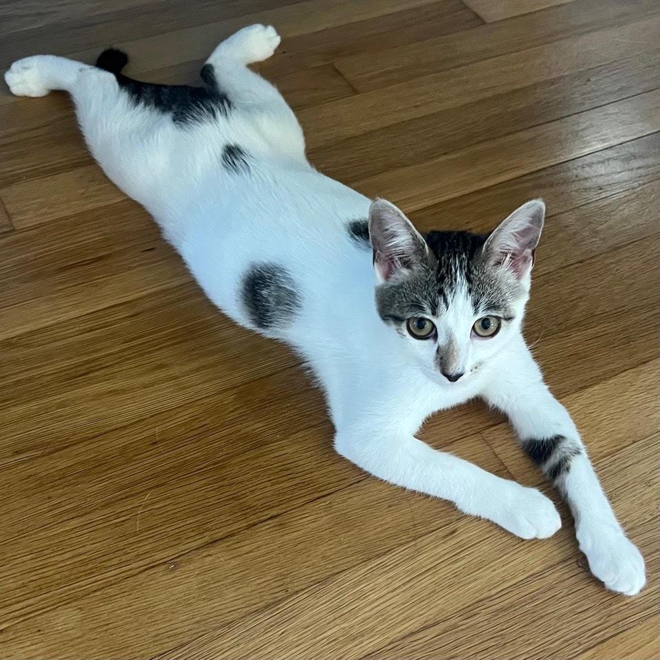 Piper — thumbnail 4