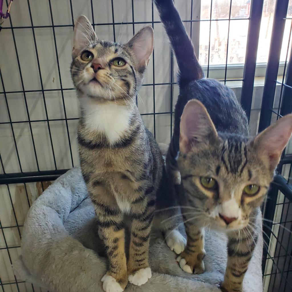 Enlarge Olaf, a Adoptable Domestic Short Hair in Union City, PA image 1/5