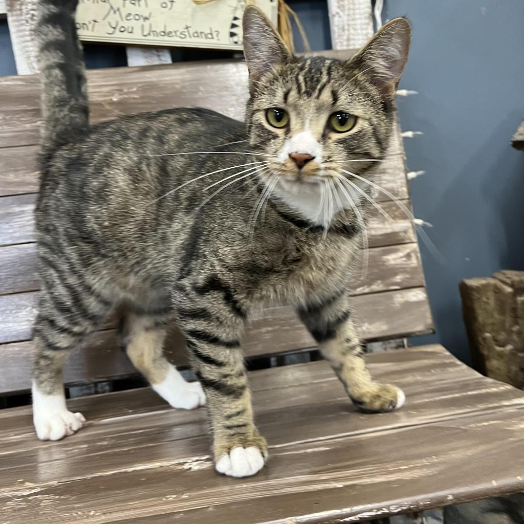 Enlarge Olaf, a Adoptable Domestic Short Hair in Union City, PA image 2/5