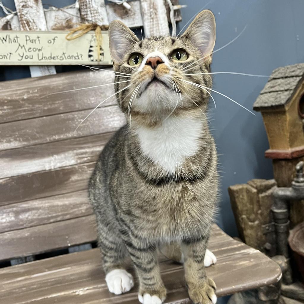 Enlarge Olaf, a Adoptable Domestic Short Hair in Union City, PA image 3/5