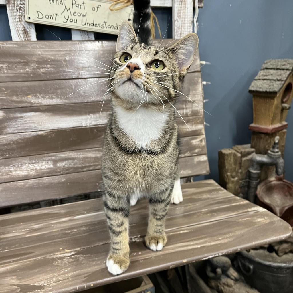 Enlarge Olaf, a Adoptable Domestic Short Hair in Union City, PA image 4/5